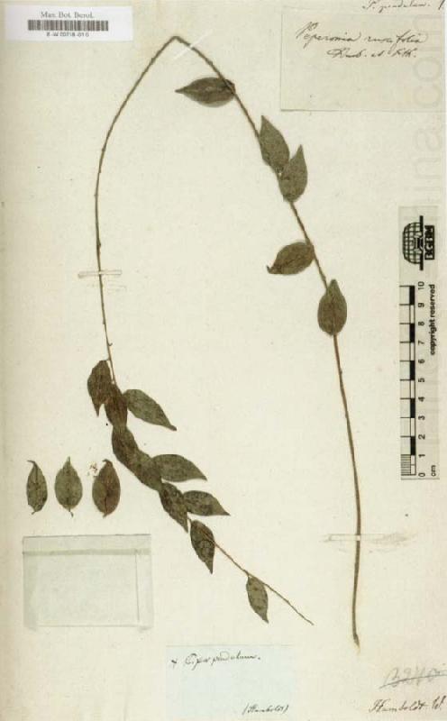 Alexander von Humboldt Herbarium china oil painting image